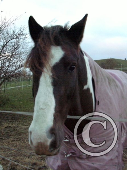 Lance waiting for dinner (4)
