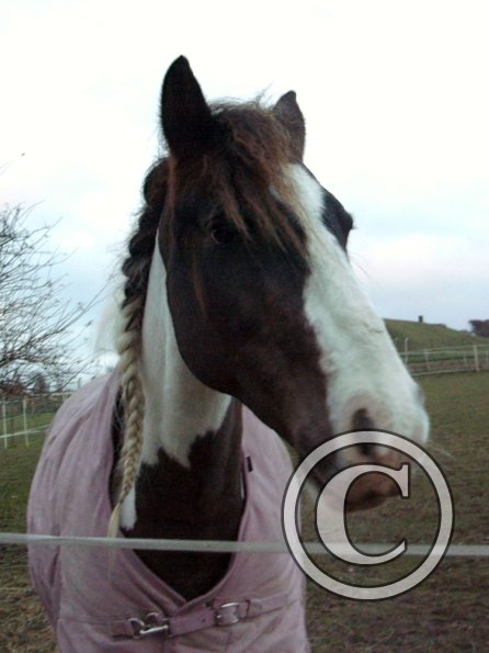 Lance waiting for dinner (5)