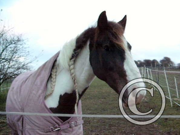 Lance waiting for dinner