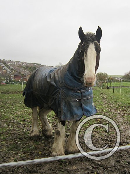 Ride in the gale (2)