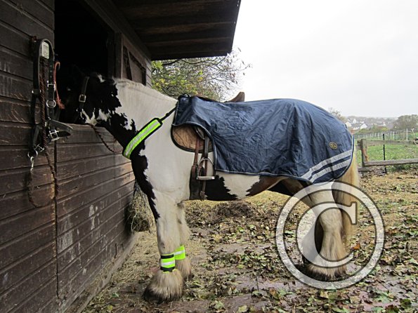 Ride in the gale (5)