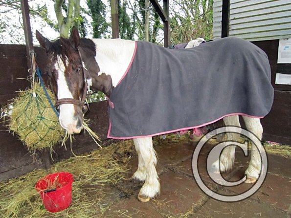 Ride in the gale (6)