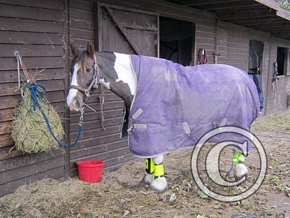 Ride in the gale (8)