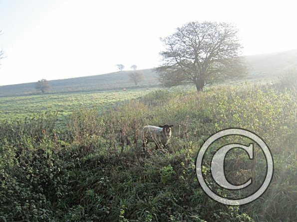 x November hack in sun (13)