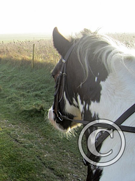 x November hack in sun (5)