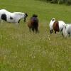 Happy horses on new grass (2)