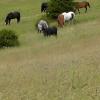 Happy horses on new grass (3)