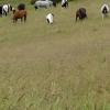 Happy horses on new grass (4)