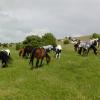 Happy horses on new grass (7)