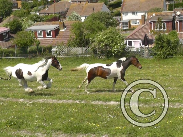 Lance and Ghost race (10)