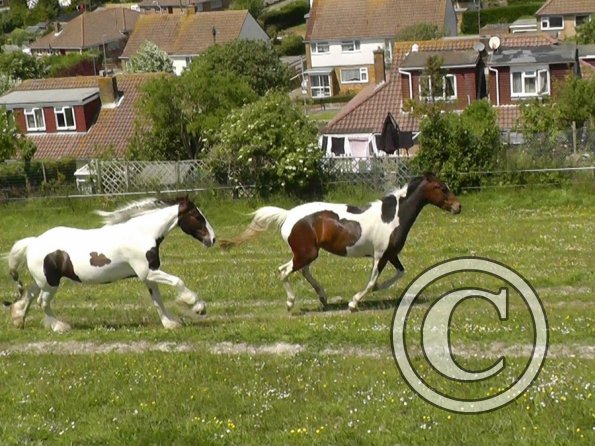 Lance and Ghost race (11)