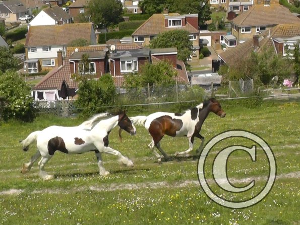 Lance and Ghost race (2)