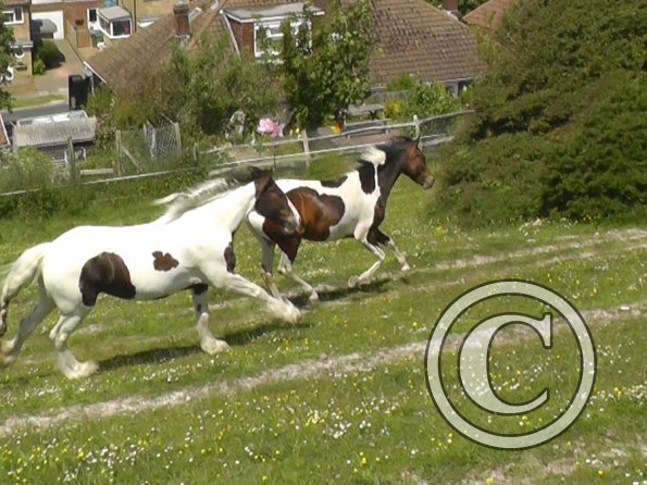 Lance and Ghost race (3)