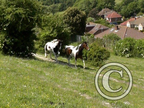 Lance and Ghost race (4)