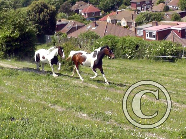 Lance and Ghost race (5)