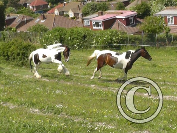 Lance and Ghost race (6)