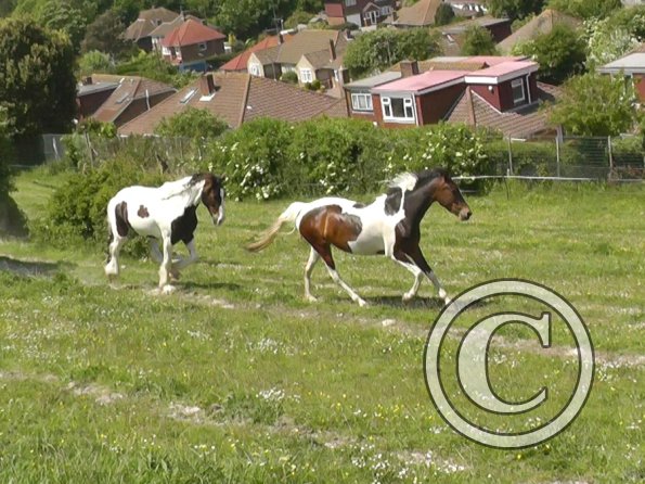 Lance and Ghost race (7)