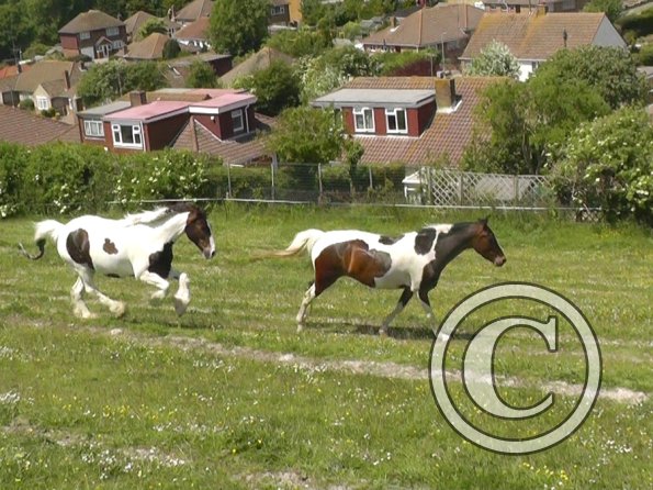 Lance and Ghost race (8)