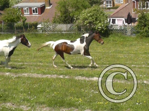 Lance and Ghost race (9)