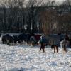 Cold herd