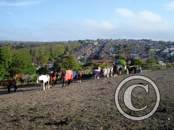 Herd in the morning (2)