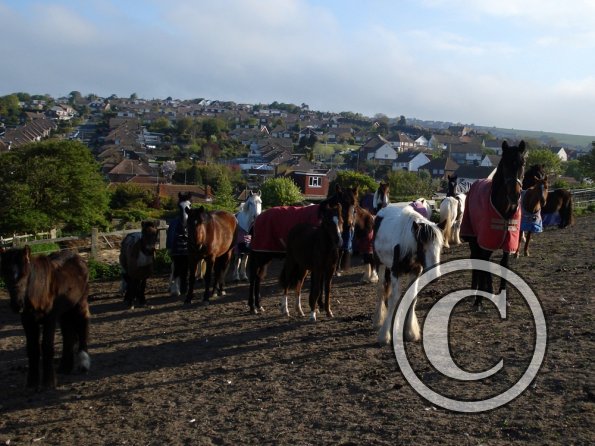 Herd in the morning (3)