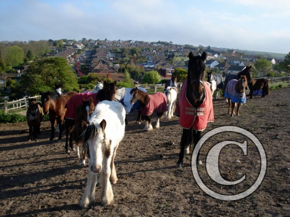 Herd in the morning (4)