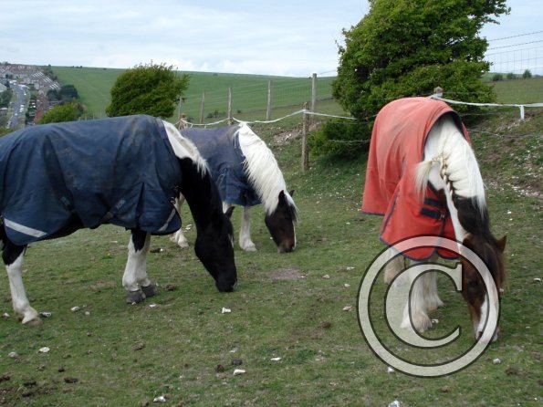 J Fee and Lance grazing