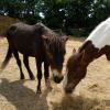 Lance and Angel sharing hay (2)