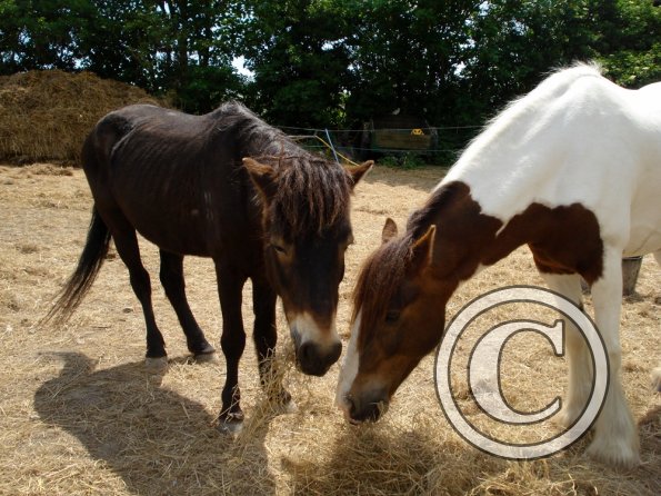 Lance and Angel sharing hay (2)