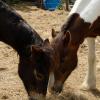 Lance and Angel sharing hay