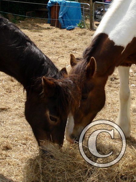 Lance and Angel sharing hay