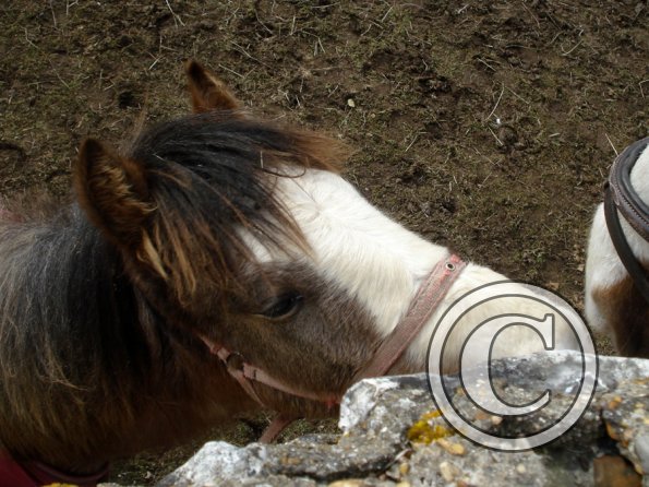 Smartie and Lance (2)