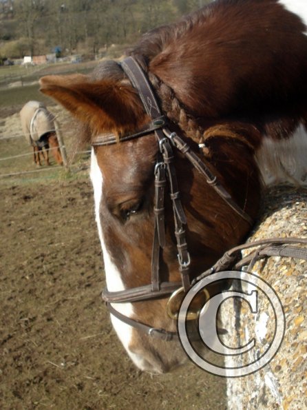 Smartie and Lance (3)