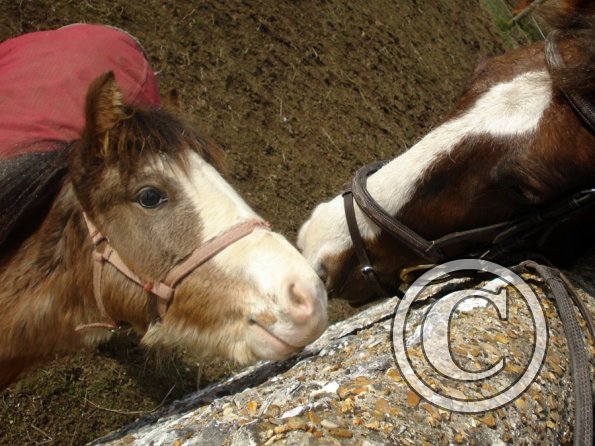 Smartie and Lance (4)