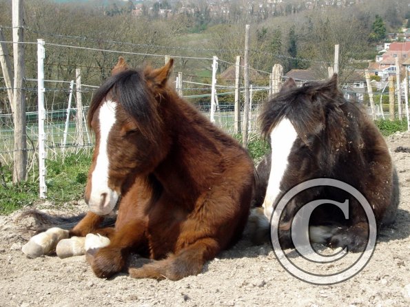 Spring and Missy (2)