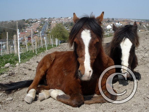 Spring and Missy (3)