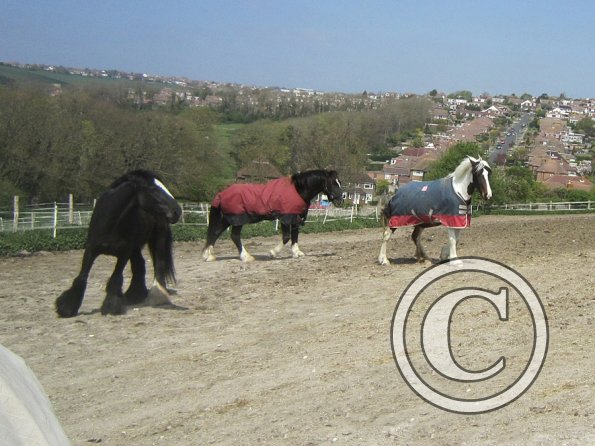 Marley Solly and Fee