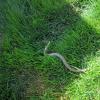 Slow worm