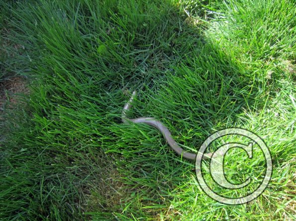 Slow worm