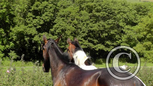 Fluke with Ghost (2)