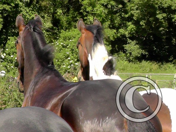 Fluke with Ghost (3)