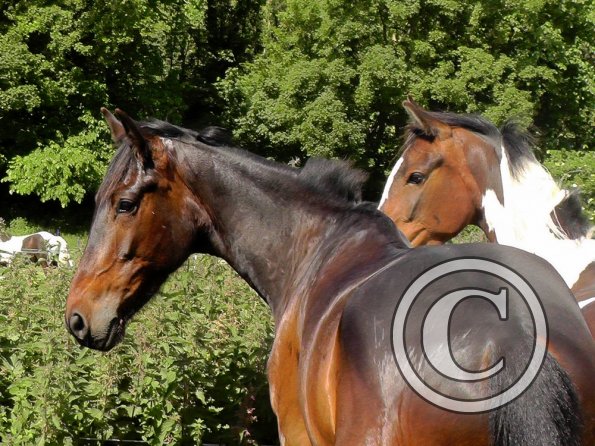 Fluke with Ghost (4)