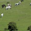 Grazing herd (2)