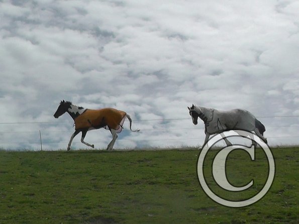 Lance & Ghost race (1)