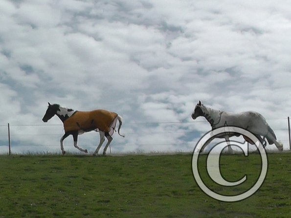 Lance & Ghost race (2)