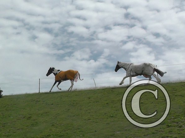 Lance & Ghost race (3)