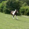 Mia gallop (1)