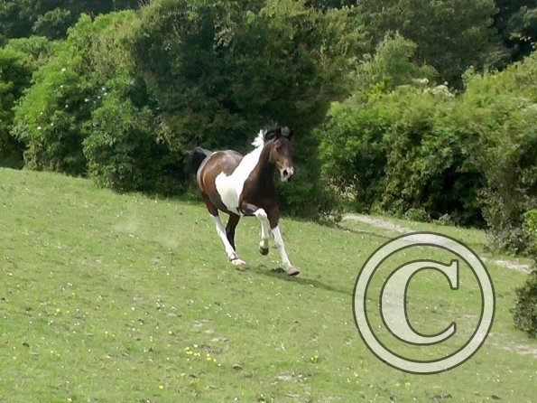 Mia gallop (1)