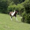 Mia gallop (2)